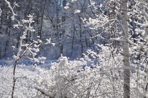 Snow in winter 2015